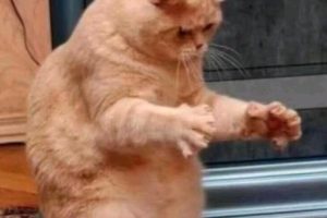 【日南图集】【限定】3/8的【地雷系女子舔耳朵】看点，高画质自拍5张